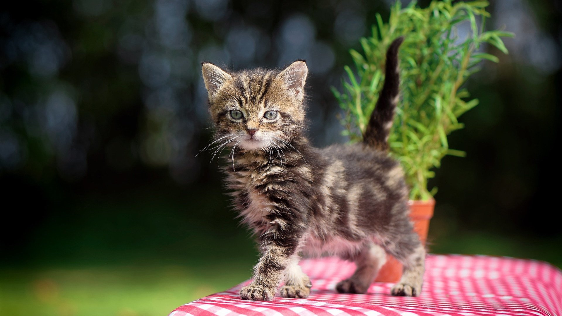 开云体育-绿茵乐章，库尔图瓦冰封瑞士，谱写尤文胜利交响