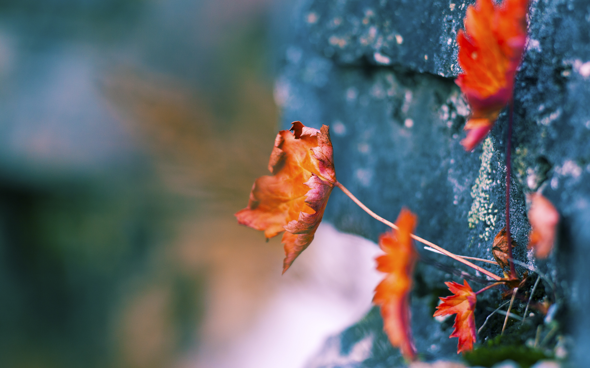 开云体育官网-换挡时刻，法拉利的战术翻身与皮亚斯特里的觉醒