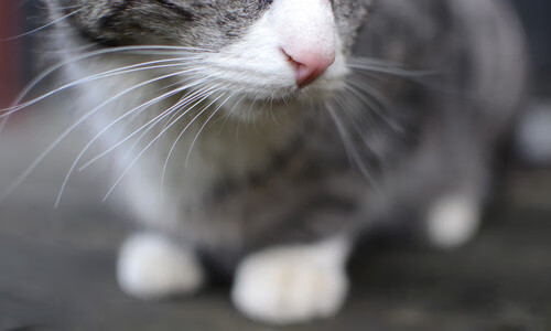 开云体育app-羽坛双响炮，泰国队碾压中国队创历史，桃田贤斗刷新纪录再封王