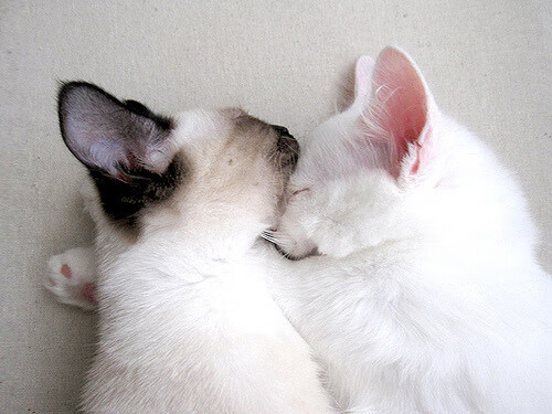 银箭与橙刃的缠斗,诺里斯于鏖战中关键制胜