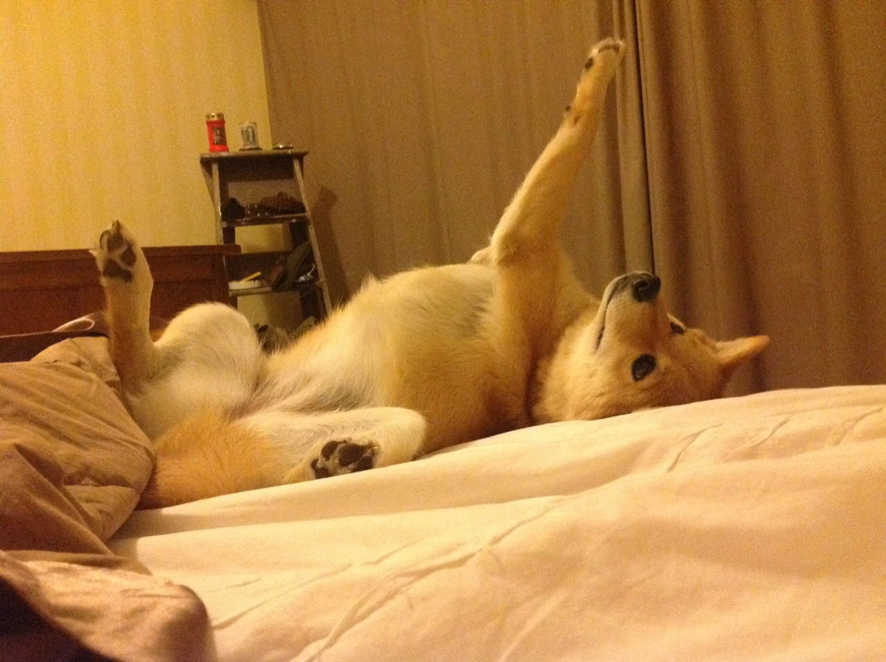 爆冷方程式，哈斯的技术奇袭与塞恩斯的不败火种