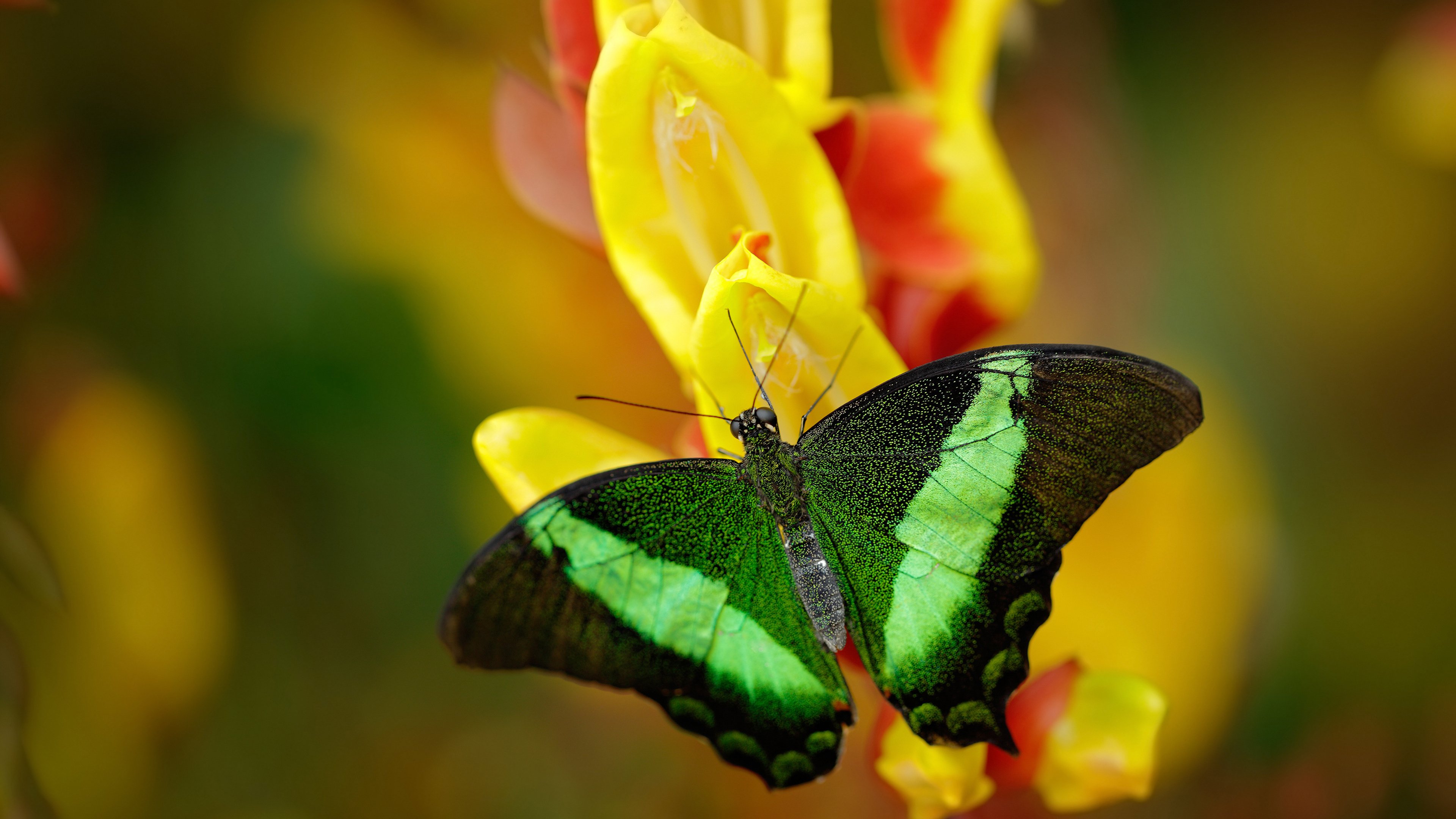 历史性胜利,雷诺车队完胜迈凯伦,阿隆索刷新赛道纪录