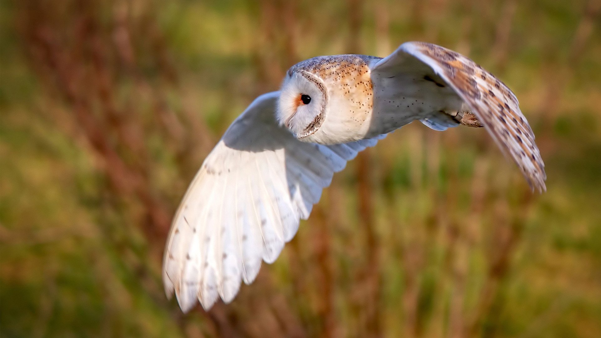 开云体育-绿茵鏖战与羽球烈焰，跨越赛场的竞技哲学