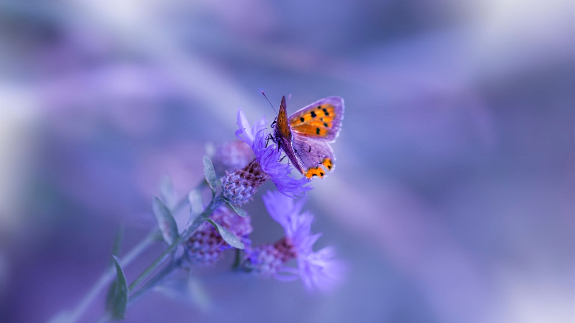 当欧冠画布遇上篮球火焰,奥兰多的魔术熄灭迈阿密热浪