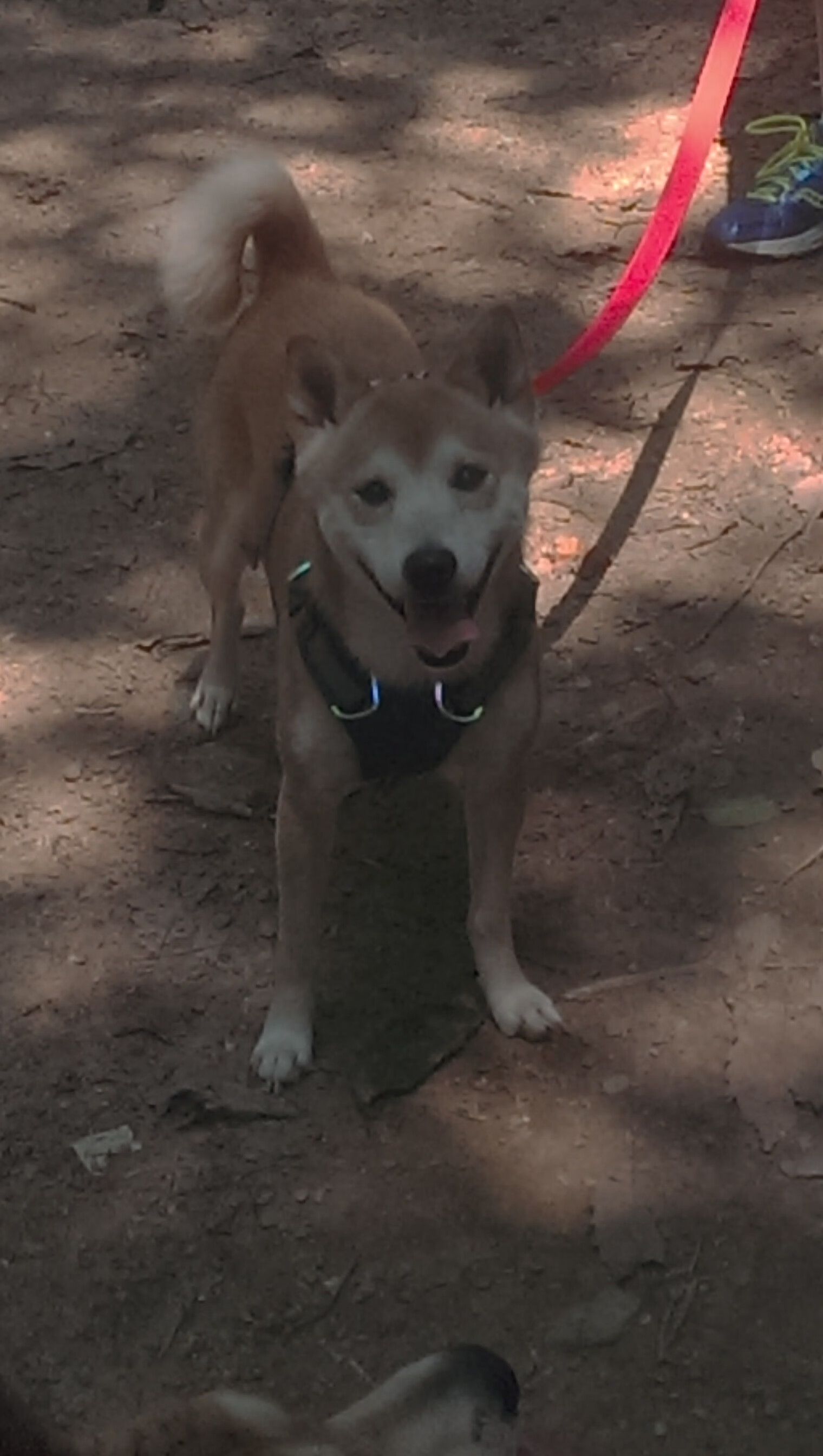 开云体育登录-F1年度争冠之夜，罗德里戈的孤岛，无可替代的巨星