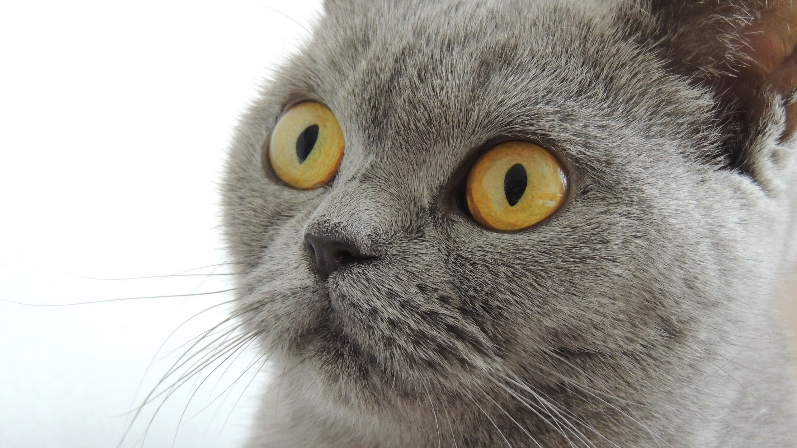 双城记，明尼苏达的狼嚎与伦敦的克莱时刻—当接管比赛穿越两大洲