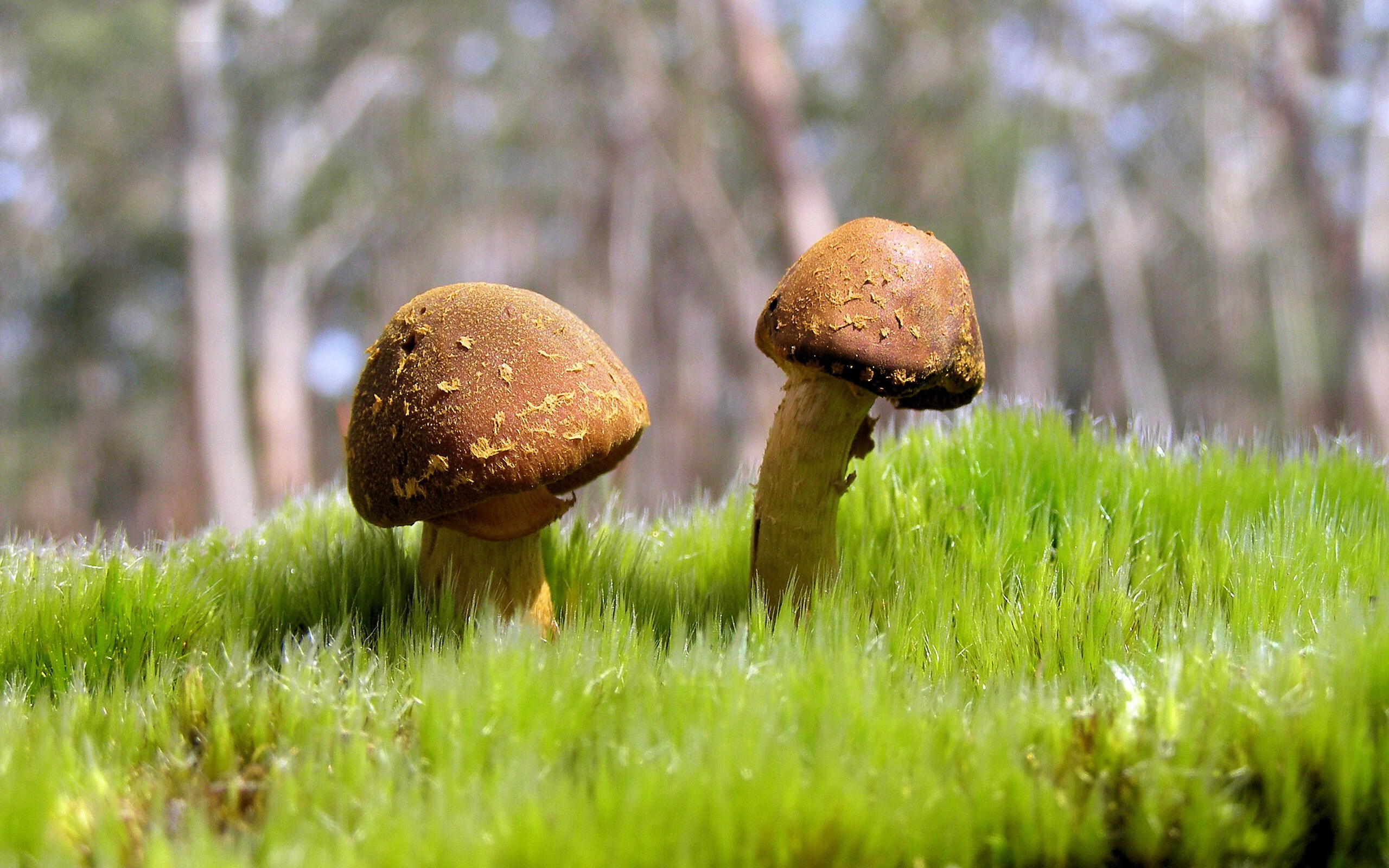 开云体育官网-双线传奇，当篮球的库里在2026绿茵场上接管比赛，NBA的国王刚击败76人