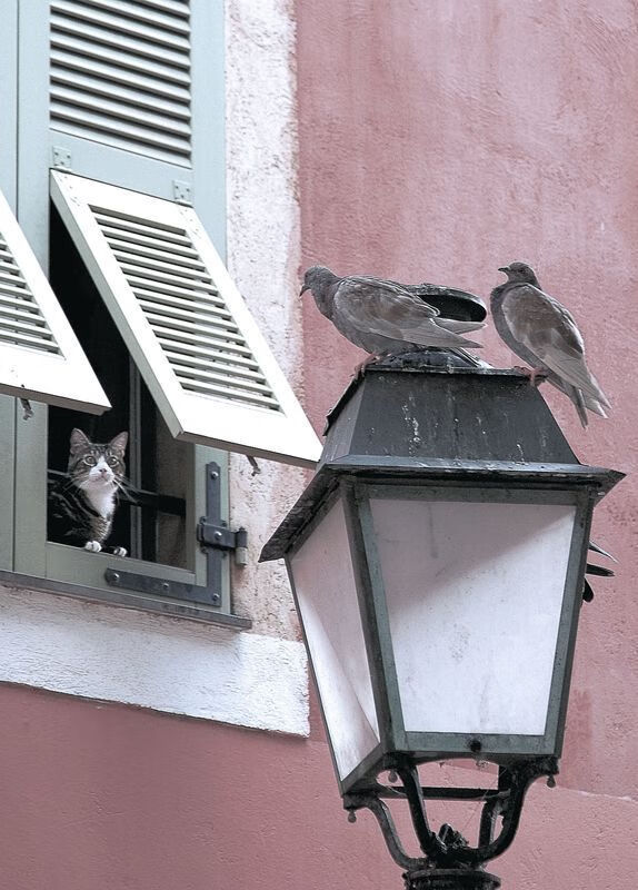 血脉的呐喊与绿茵的勋章,当巴斯托尼证明自己时,几内亚正在血拼阿根廷