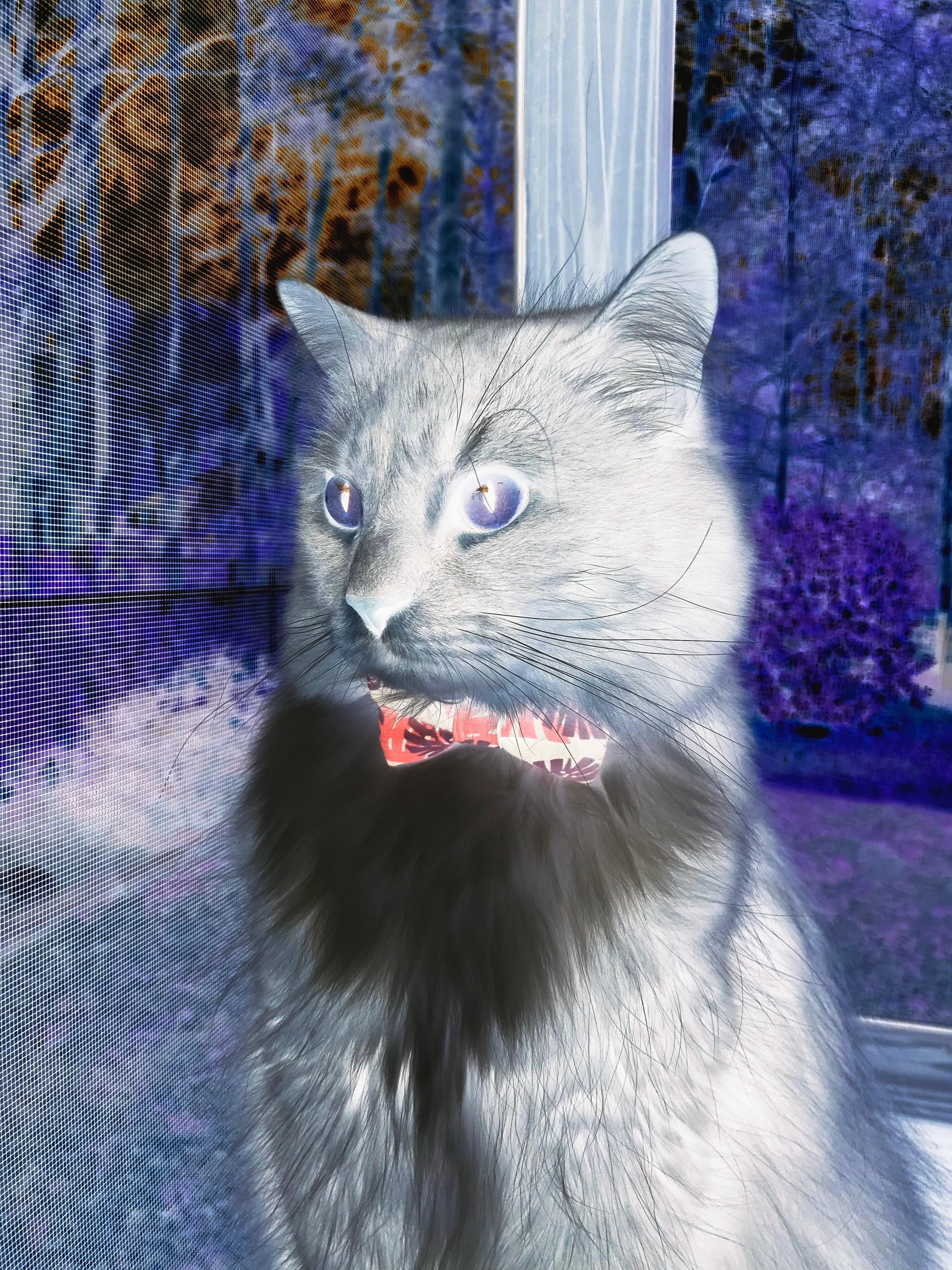 三狮咆哮鸣温布利，篮网如潮冲垮北境森林