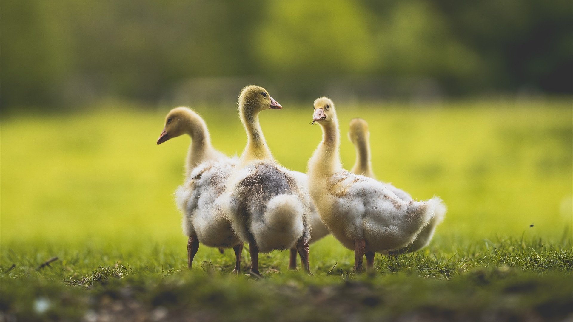 开云体育中国-死神与神射手，欧文末节连斩17分，篮网鏖战力克雄鹿