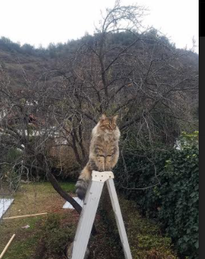 南半球奇迹！全黑橄榄球队狂胜曼联，奥纳纳用门柱发言