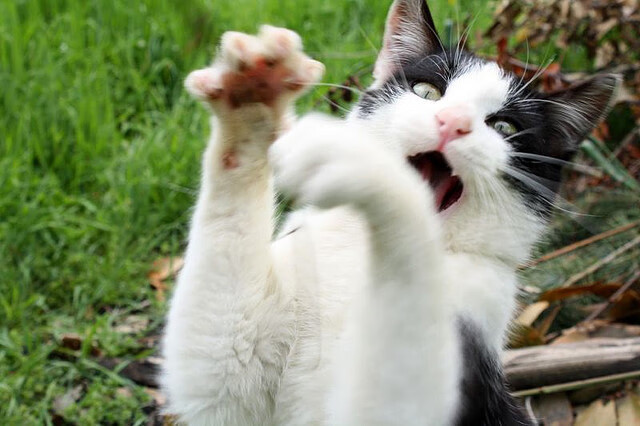 开云体育app-神迹之夜！土耳其风暴一波带走拜仁，奥利维耶连击终结悬念