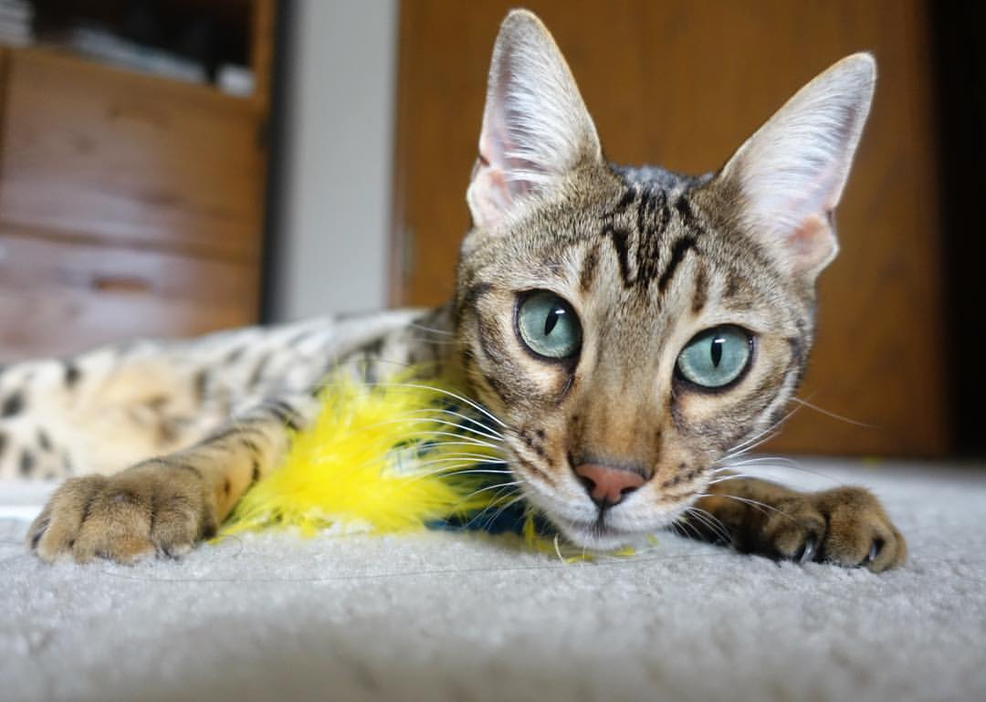 唯一性，月光、十二码点与无声的枪—德文·拉文的决定性一瞬