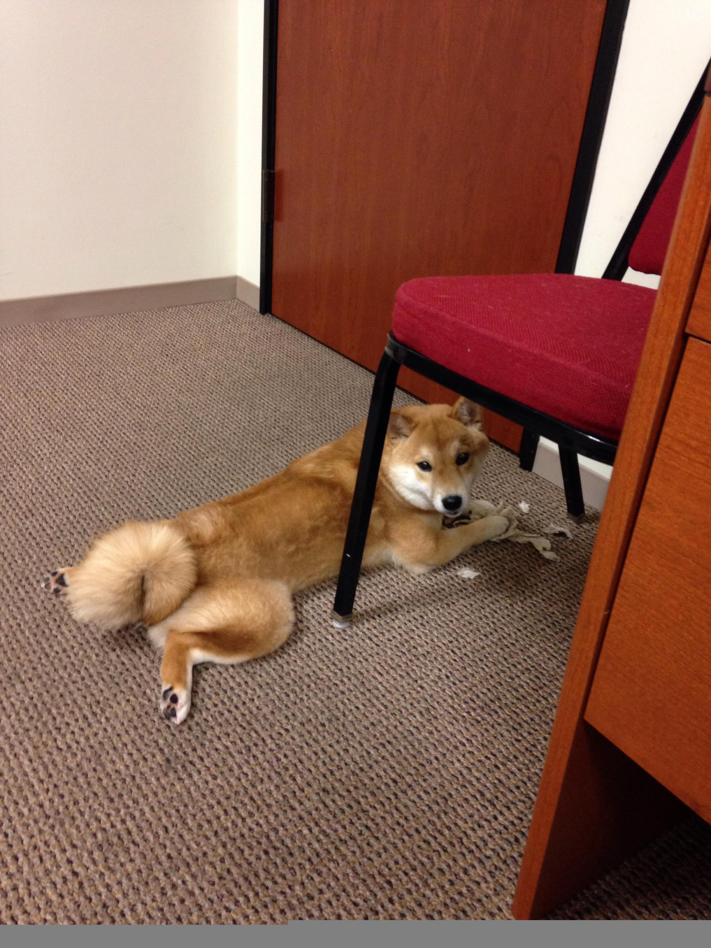 凤凰城的神,德文·布克末节狂飙20分,单骑策动逆转风暴,太阳灼穿鹈鹕