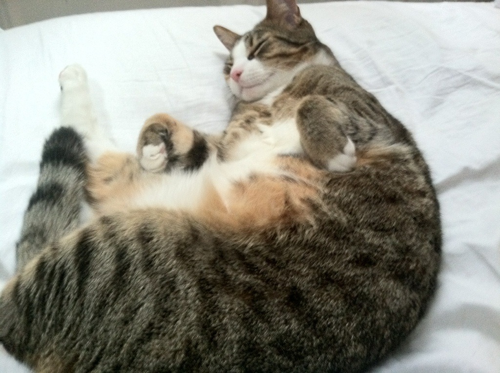 数据风暴与钢铁意志，当坎特的隐形屏障踏平瑞士军刀