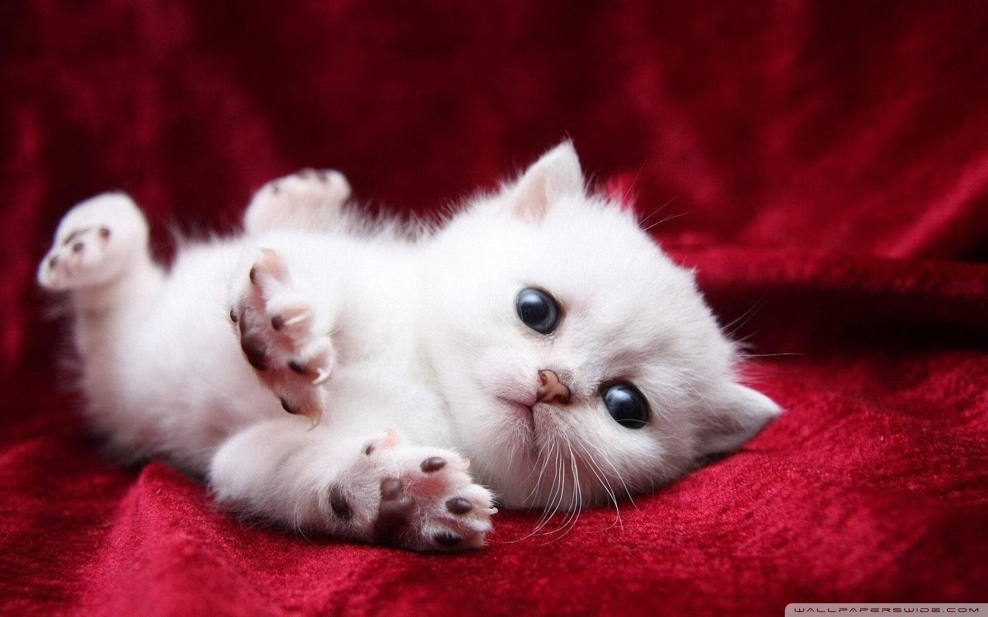 超新星爆发与星辰陨落，当劳塔罗照亮巴黎夜空