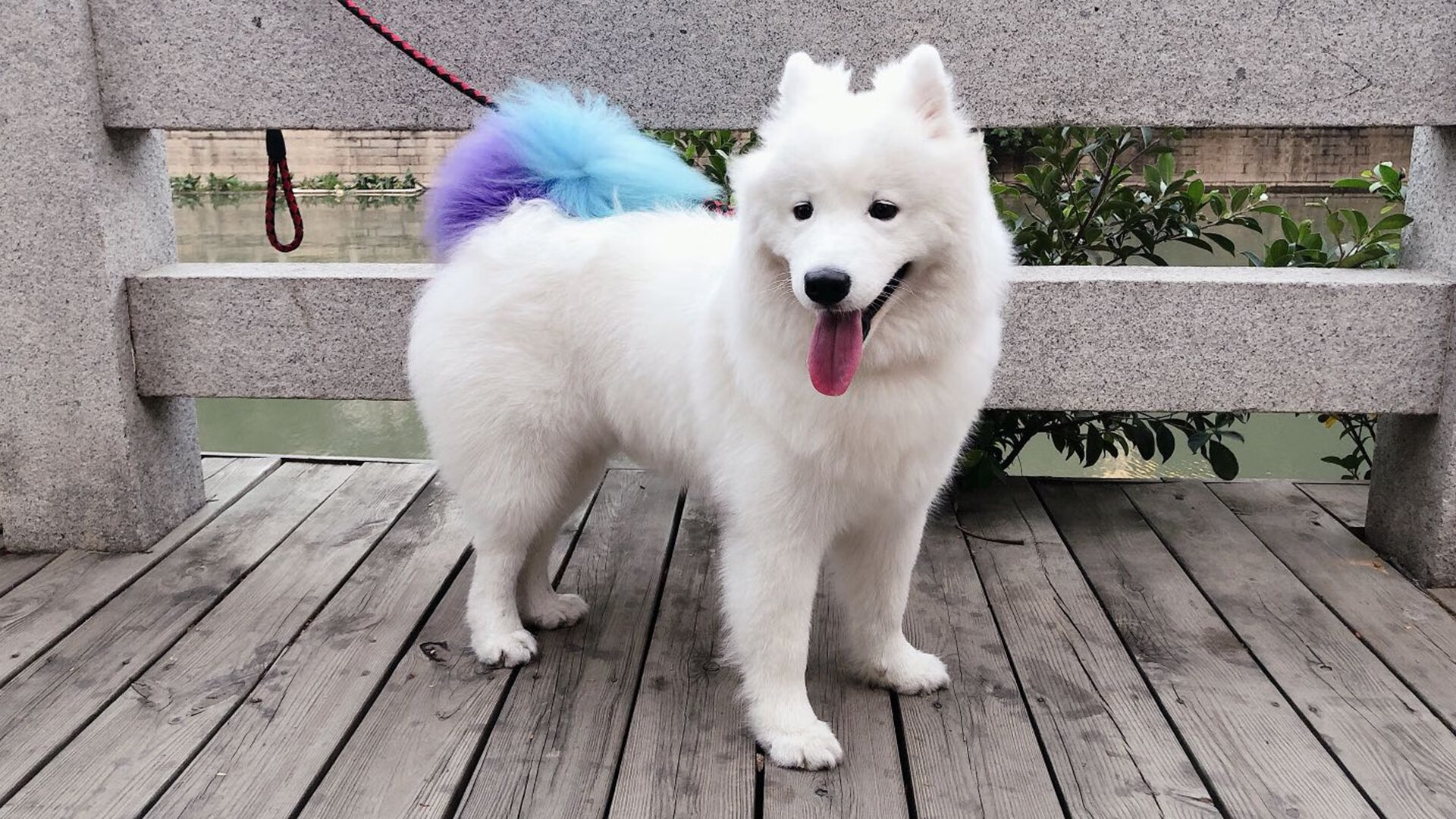 当雨林遇见安联，足球世界里不可能的双重奏