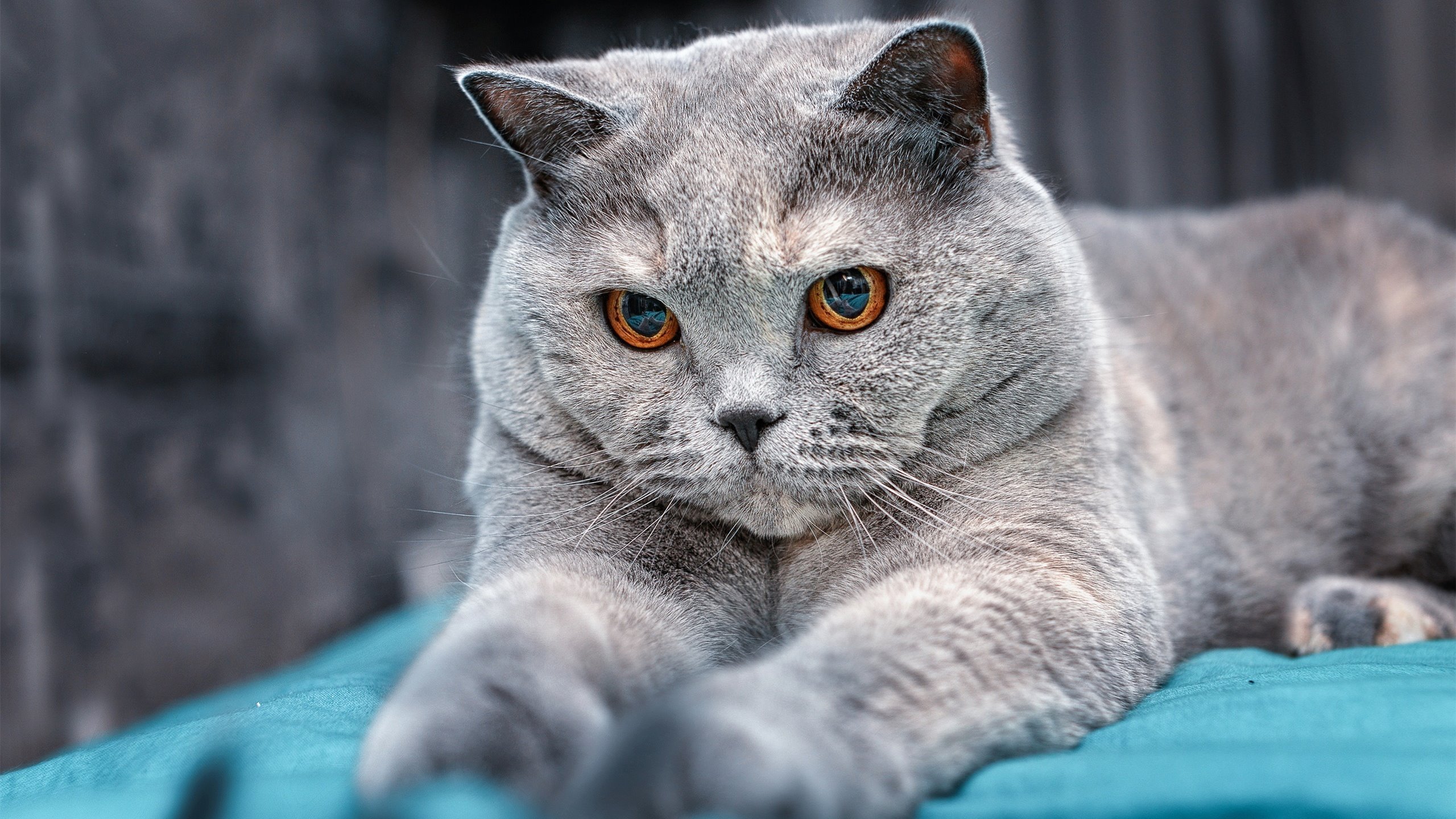 开云体育入口-NBA季后赛焦点战，黄蜂绝杀吉林队，跨联盟对决引爆全球篮球热议