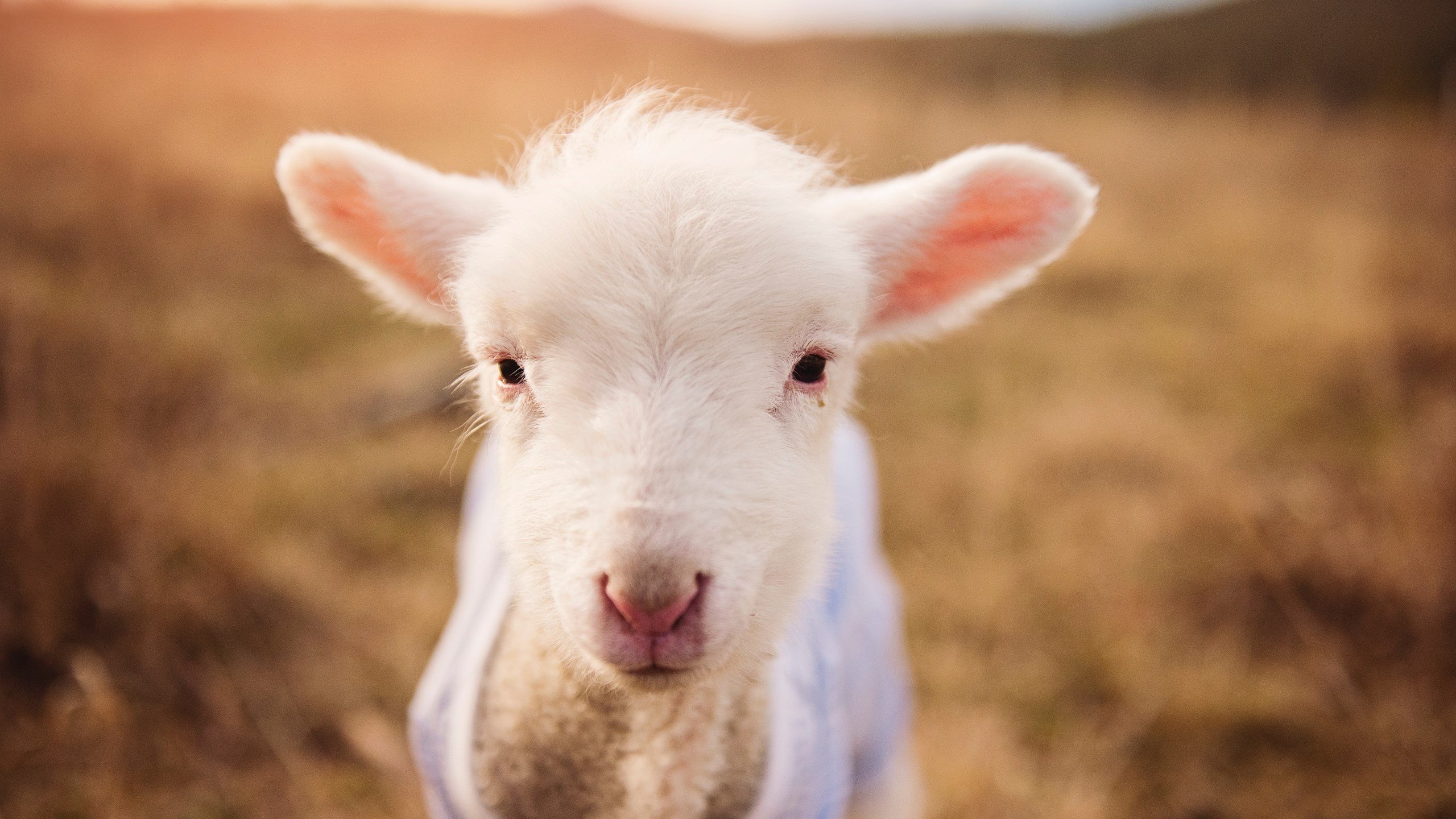 生死时刻的双重奏，爵士绝杀奇才与伦纳德西决接管的英雄启示