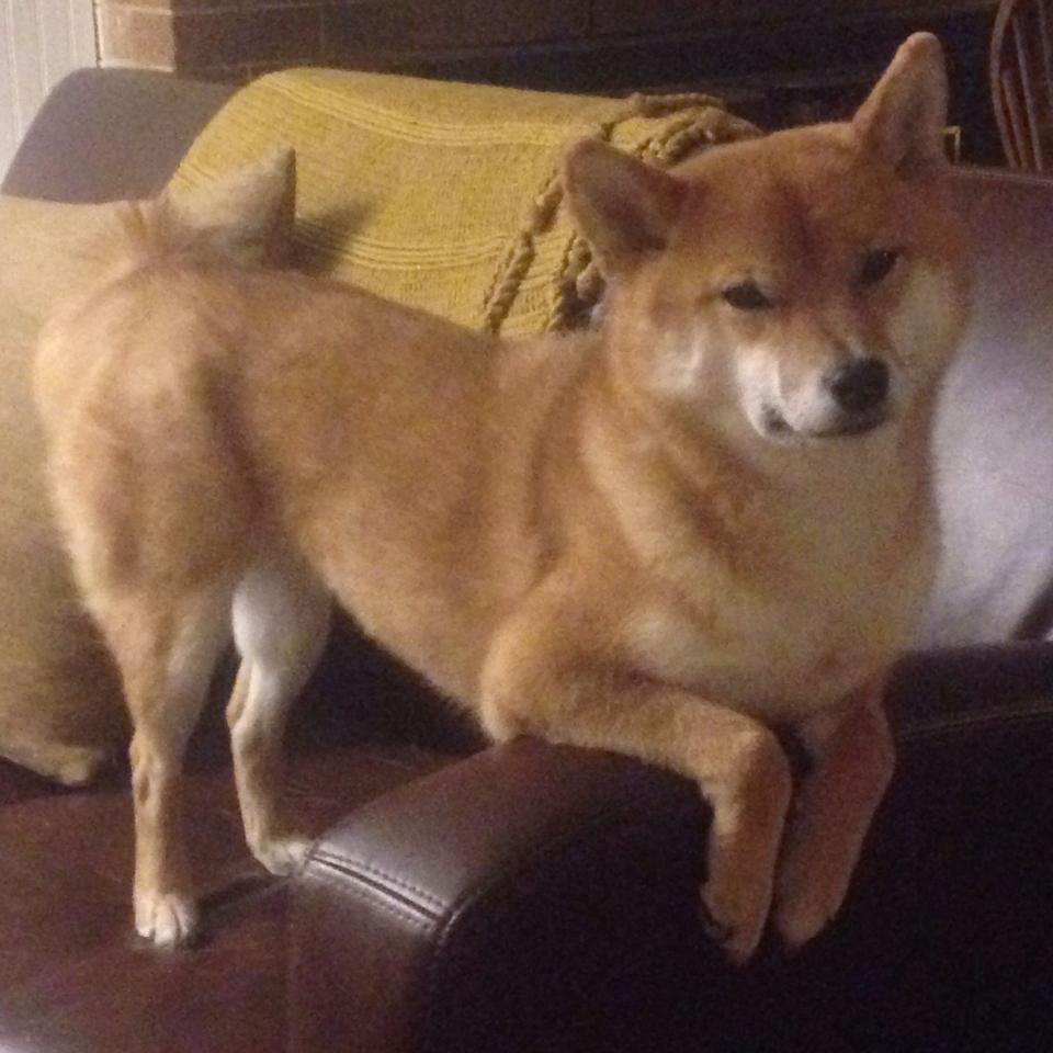 开云体育入口-主宰者的钟摆，哈登关键节点连续得分击碎对手希望