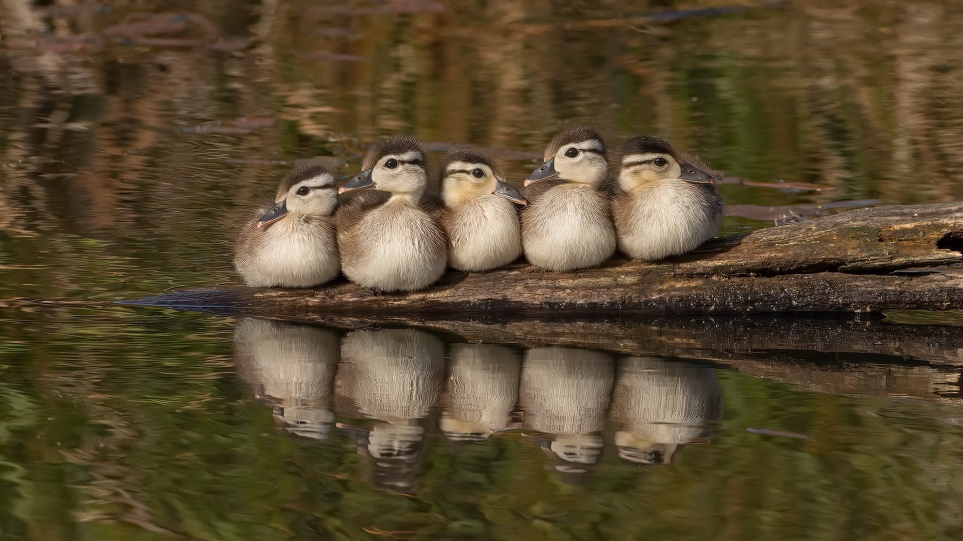 开云体育APP下载-悬崖边的炬火，勇士加时鏖战，一场救赎与证名的年度焦点之战