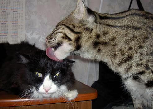 破壁之战，当NBA灰熊在篮球平行宇宙总决赛打穿北京队的异次元防守