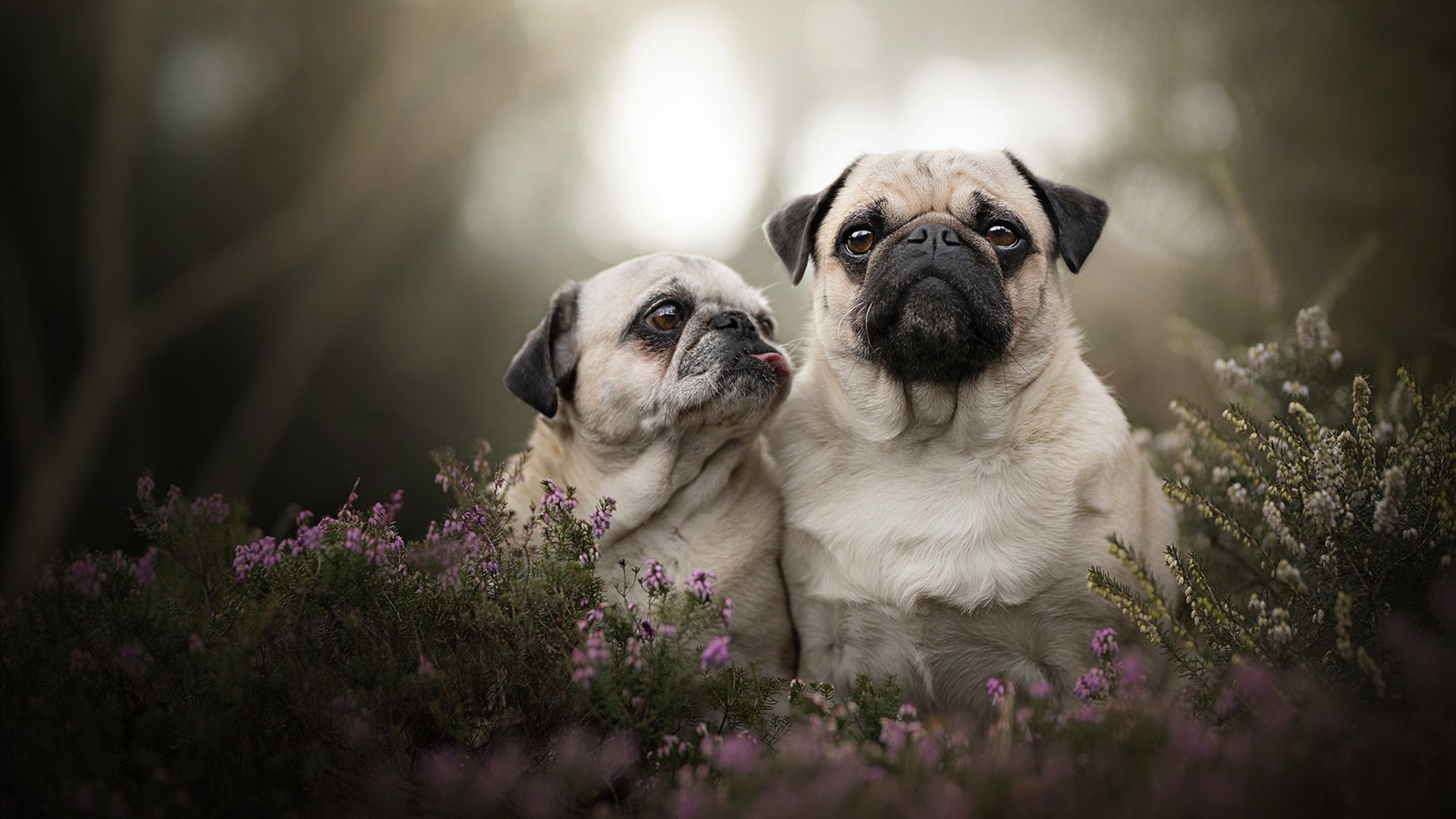 贝恩无解法则撕裂防线，老鹰以终结者之姿碾过开拓者