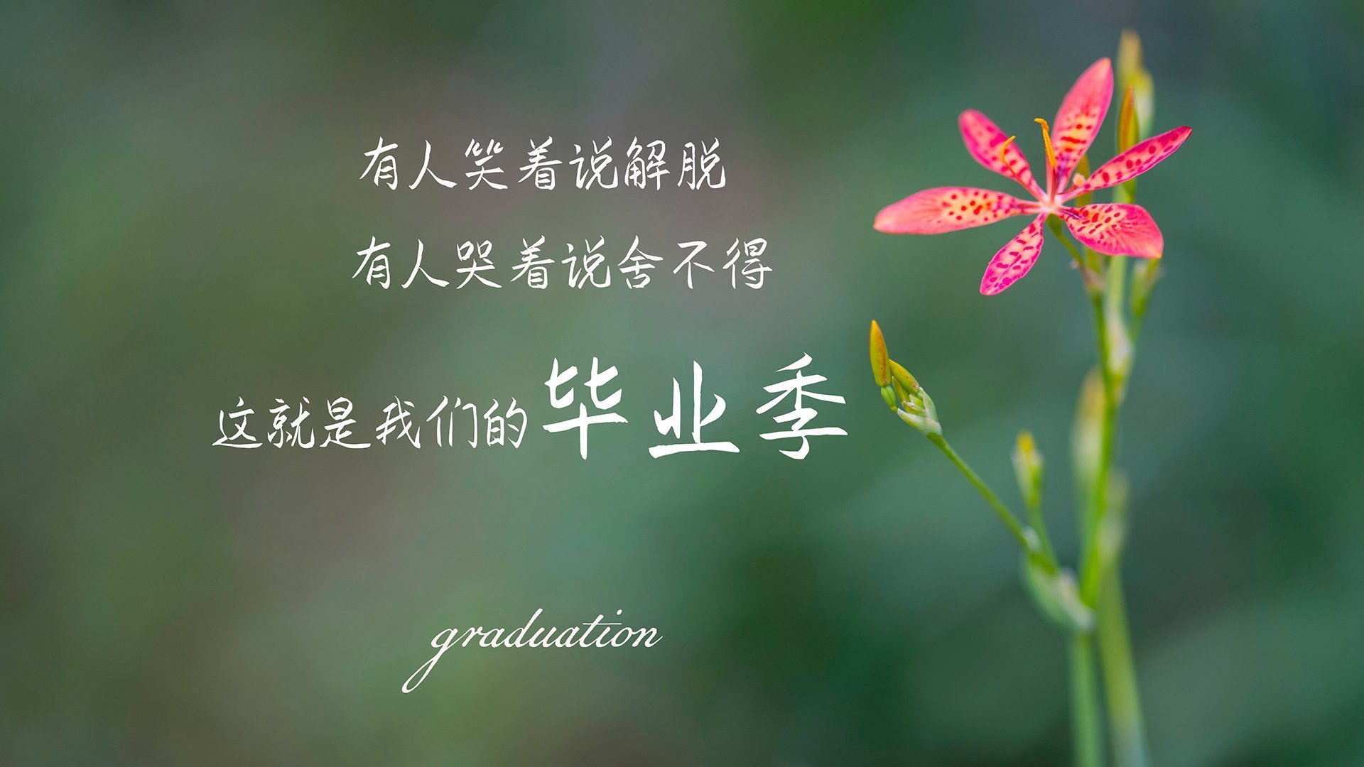 独步天下，2026世界杯B组巅峰对决，波兰绝杀喀麦隆，莫德里奇以中场之魂书写不朽传奇