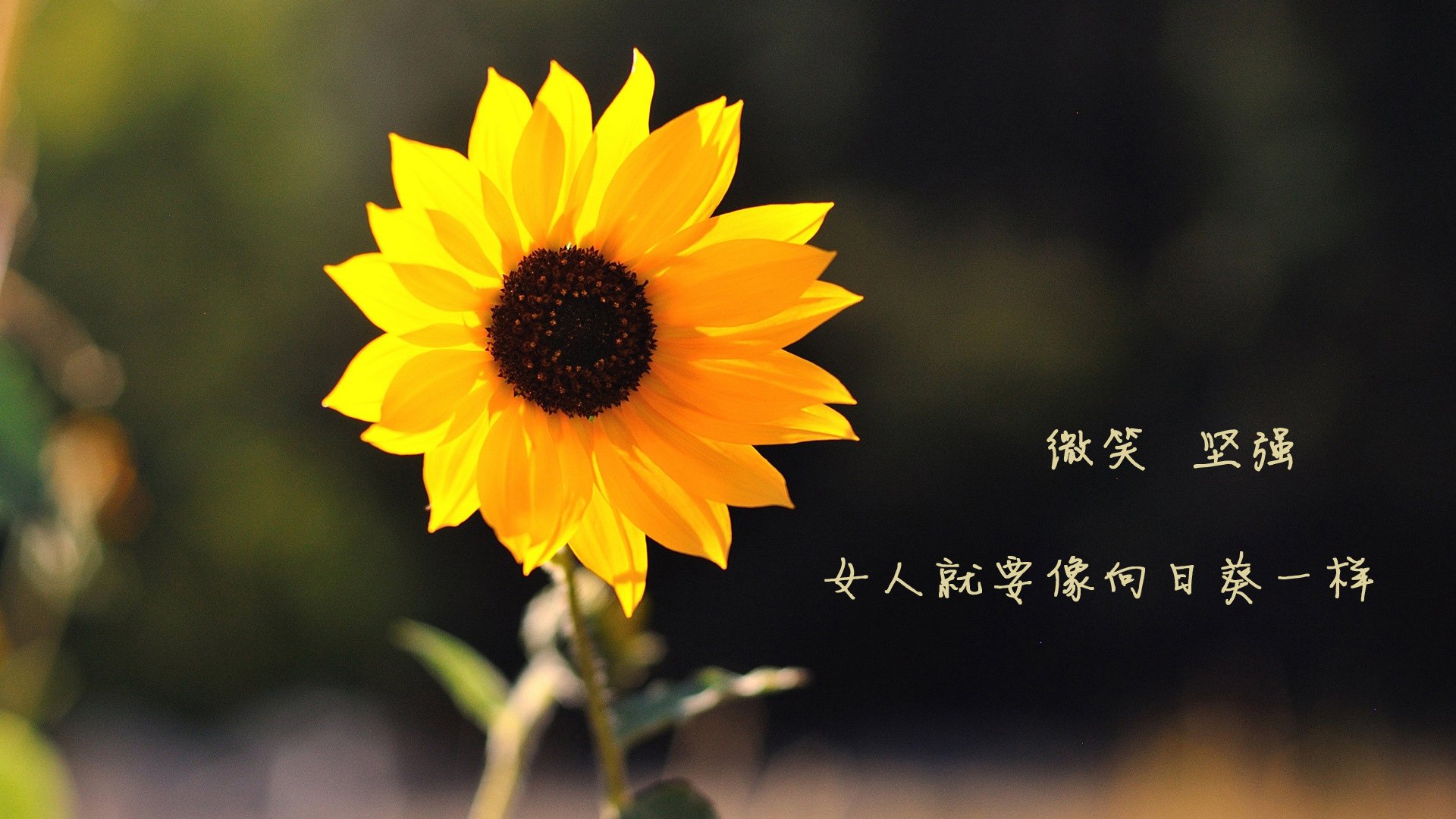 开云体育app-绿茵孤注，当斯洛伐克的铁血撞碎乌兹别克的执念，齐耶赫用一脚定音书写唯一答案